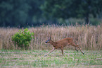 running Roebuck