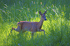 running Roe Deer