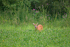 roe deer