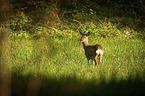 roe deer