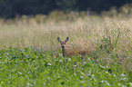 roe deer