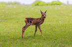 roe deer