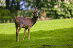 roe deer