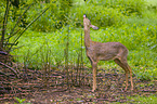 roe deer