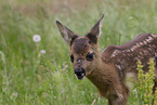 Fawn