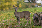 roe deer