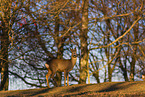 roe deer