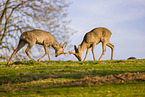 roe buck