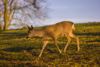 roe deer