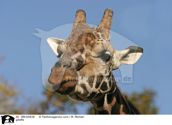 Rothschildgiraffe im Portrait / giraffe / RR-00839
