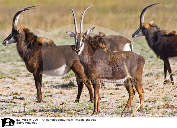 Sable Antelope / MBS-01996