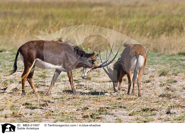 Sable Antelope / MBS-01997