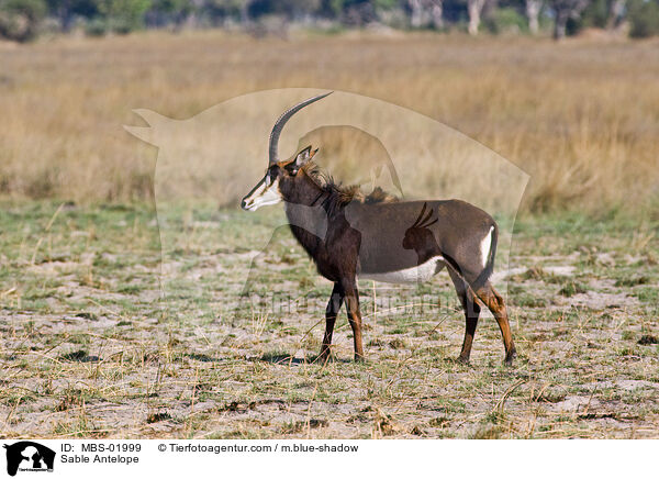 Sable Antelope / MBS-01999