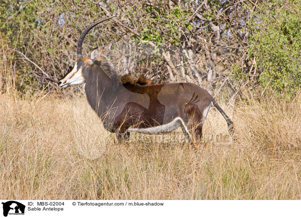 Sable Antelope / MBS-02004