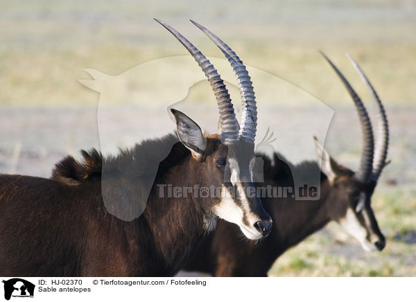 Sable antelopes / HJ-02370