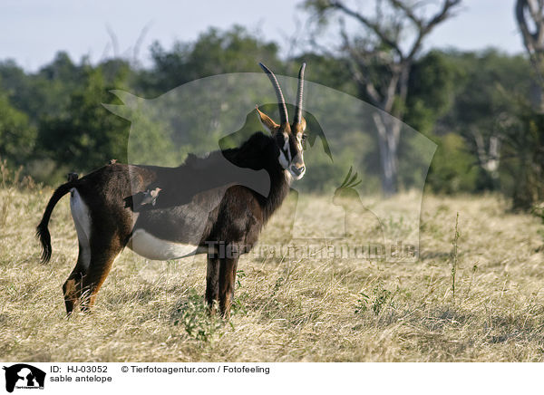 sable antelope / HJ-03052
