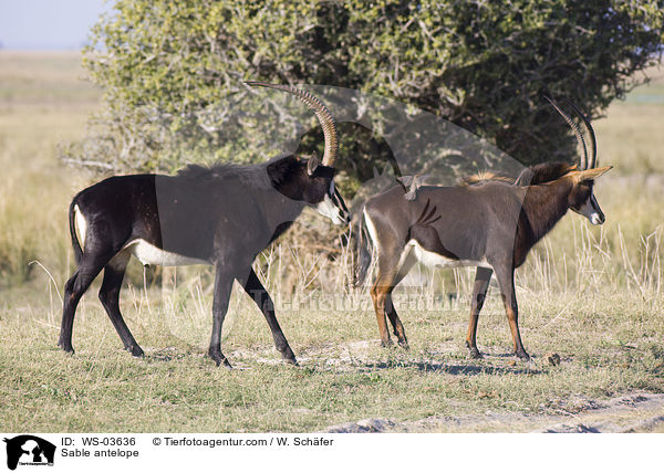 Sable antelope / WS-03636