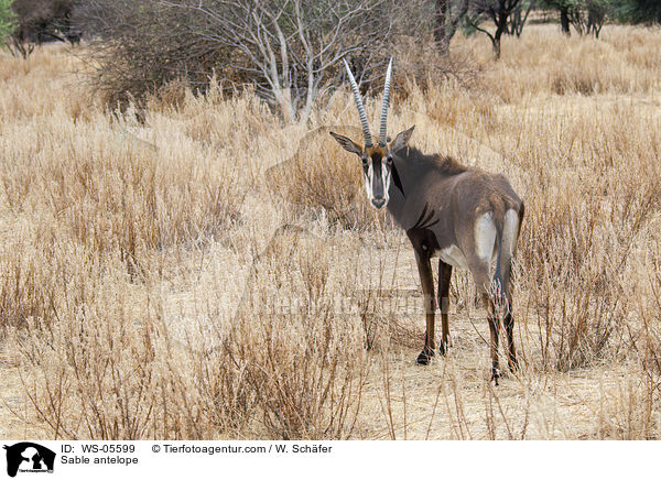 Sable antelope / WS-05599