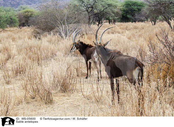 Sable antelopes / WS-05600