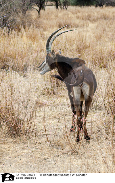 Sable antelope / WS-05601