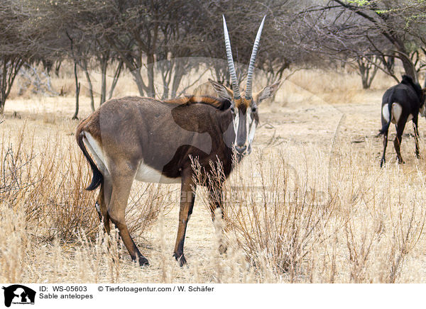 Sable antelopes / WS-05603