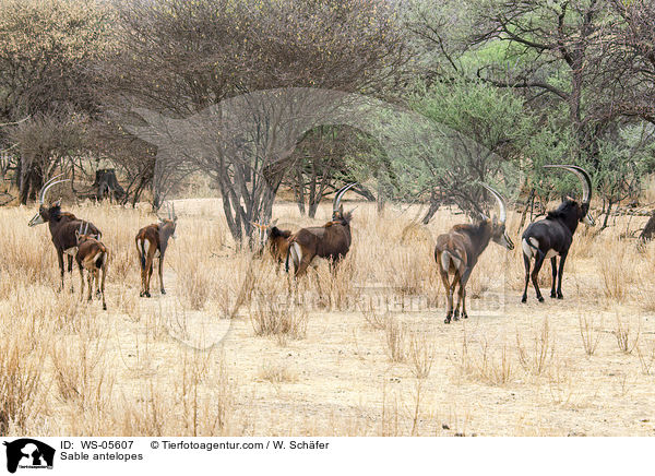Sable antelopes / WS-05607