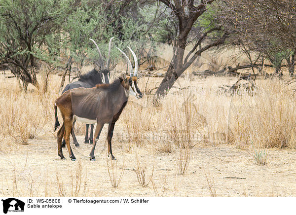 Sable antelope / WS-05608
