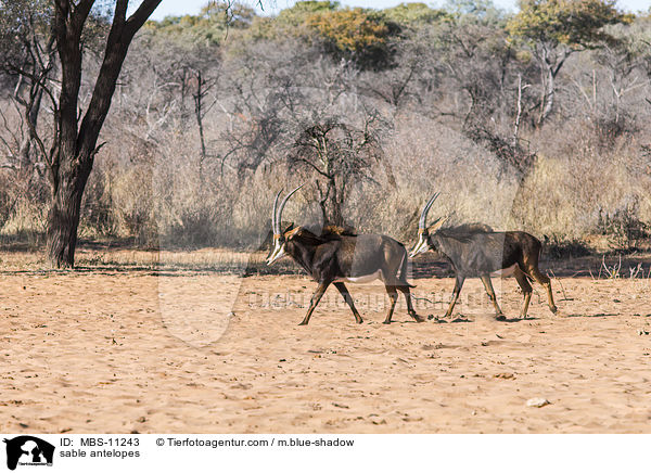 sable antelopes / MBS-11243
