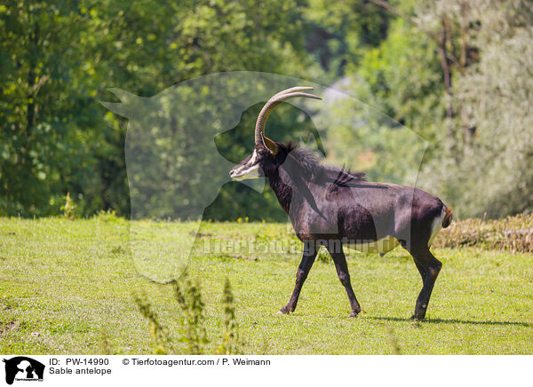 Rappenantilope / Sable antelope / PW-14990