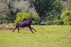 Sable antelope