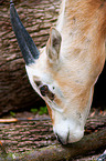 scimitar oryx