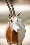 scimitar oryx