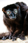 Sclater's lemur