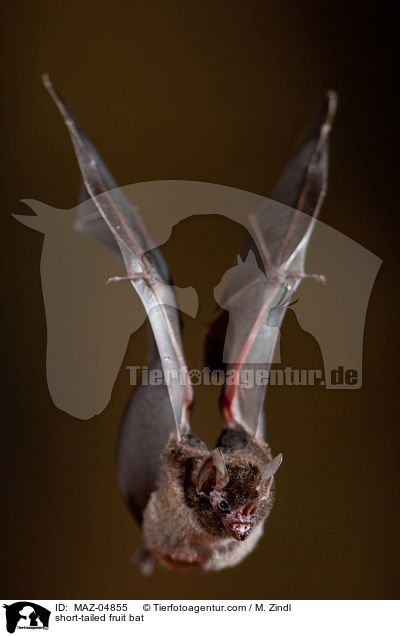 short-tailed fruit bat / MAZ-04855