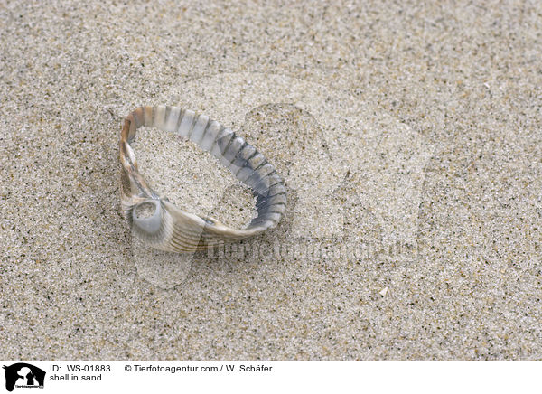shell in sand / WS-01883