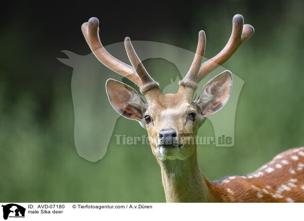 Sika Hirsch / male Sika deer / AVD-07180