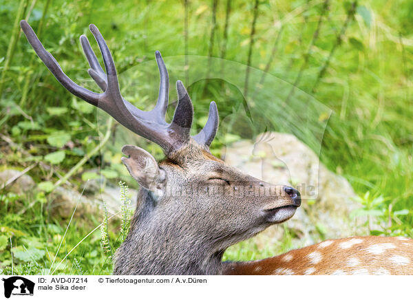 Sika Hirsch / male Sika deer / AVD-07214