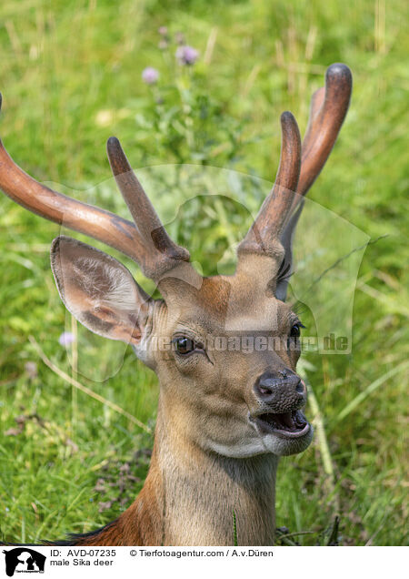 male Sika deer / AVD-07235