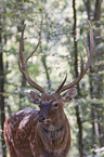 Sika deer