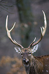 Sika deer