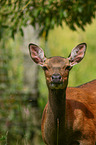 Sika deer