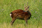 Sika deer