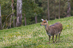 standing Sika Deer