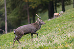 walking Sika Deer