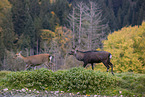 Sika deer