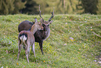 Sika deer