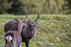 Sika deer