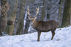 Sika deer