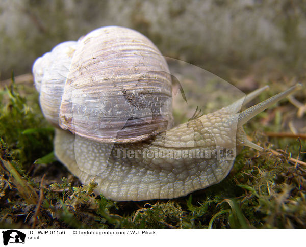snail / WJP-01156