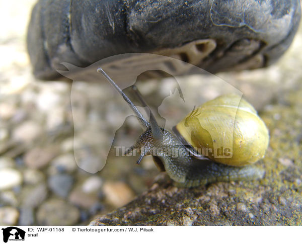 snail / WJP-01158